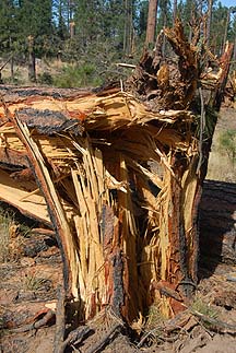 Mogollon Rim, November 4, 2010